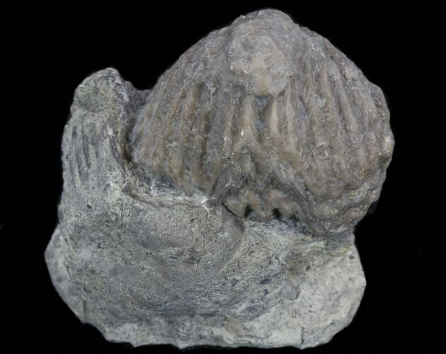 Platystrophia Brachiopod Fossil From Kentucky #35120
